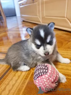 Photo №2 de l'annonce № 75802 de la vente malamute de l'alaska - acheter à Lituanie annonce privée, éleveur