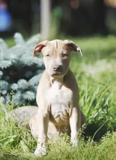 Photo №2 de l'annonce № 2859 de la vente american pit bull terrier - acheter à Fédération de Russie de la fourrière, éleveur