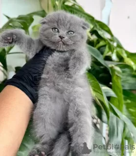 Photo №2 de l'annonce № 123100 de la vente british shorthair - acheter à USA annonce privée