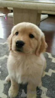 Photo №4. Je vais vendre golden retriever en ville de Texas City. annonce privée - prix - Gratuit