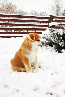 Photos supplémentaires: Akita Inu šuniukai