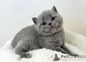 Photo №1. british shorthair - à vendre en ville de Tampa | 284€ | Annonce № 88659