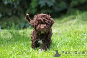 Photos supplémentaires: Chiots Lagotto Romagnolo