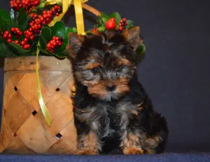 Photos supplémentaires: Chiot Yorkshire terrier à vendre