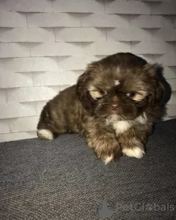 Photo №1. shih tzu - à vendre en ville de Livingston | 510€ | Annonce №30135