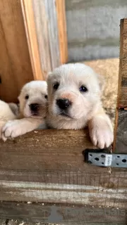 Photos supplémentaires: Chiots Alabai (berger d'Asie centrale (