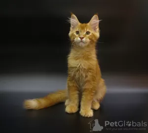 Photo №1. maine coon - à vendre en ville de Saransk | 308€ | Annonce № 7254