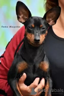 Photo №2 de l'annonce № 72133 de la vente pinscher miniature - acheter à Ukraine annonce privée, de la fourrière, éleveur