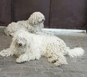 Photo №1. komondor - à vendre en ville de Saint-Pétersbourg | négocié | Annonce №6935