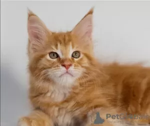 Photo №1. maine coon - à vendre en ville de Kirov | 224€ | Annonce № 8794