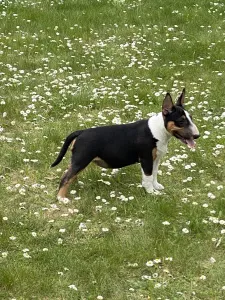 Photo №3. Superbe chienne mini-taureau à vendre. Fédération de Russie