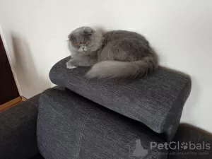 Photo №1. british longhair - à vendre en ville de Ясень | 358€ | Annonce № 53024