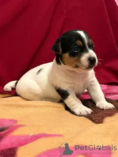 Photo №1. jack russell terrier - à vendre en ville de Haifa | négocié | Annonce №77495