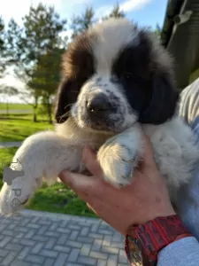 Photos supplémentaires: Chien de garde de Moscou avec pedigree - chiots