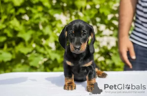 Photos supplémentaires: Chiots teckels standards