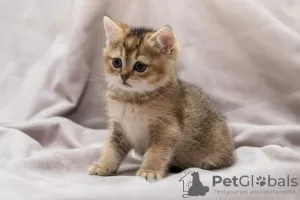 Photo №4. Je vais vendre british shorthair en ville de Chisinau. éleveur - prix - 550€