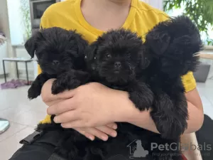 Photo №2 de l'annonce № 94429 de la vente affenpinscher - acheter à Ukraine de la fourrière