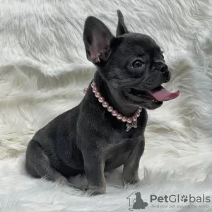 Photo №1. bouledogue - à vendre en ville de Georgetown | négocié | Annonce №109920