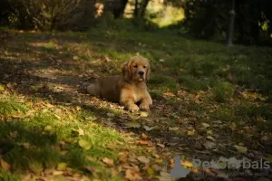 Photos supplémentaires: Filles Golden Retriever