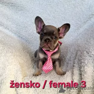 Photos supplémentaires: Chiot bouledogue français, exotique