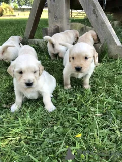 Photo №1. golden retriever - à vendre en ville de Woltersdorf | 500€ | Annonce №58262