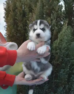 Photos supplémentaires: Les chiots Husky de Sibérie sont offerts pour réserver