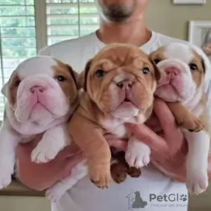 Photo №2 de l'annonce № 64750 de la vente bulldog anglais - acheter à Grèce annonce privée, éleveur