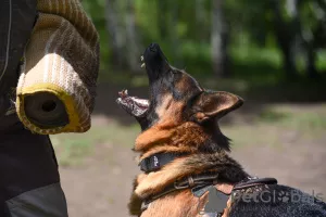 Photos supplémentaires: Chiots berger allemand