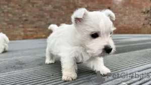 Photos supplémentaires: Chiots West Highland White Terrier