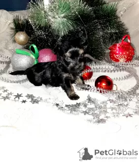 Photo №1. yorkshire terrier - à vendre en ville de Torzhok | 337€ | Annonce №8346