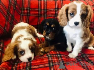 Photo №2 de l'annonce № 46195 de la vente cavalier king charles spaniel - acheter à Pays Bas annonce privée