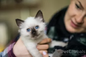 Photo №1. ragdoll - à vendre en ville de Mainz | Gratuit | Annonce № 95891