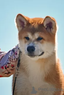 Photos supplémentaires: Garçon Akita Inu (Hachiko)