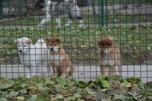 Photos supplémentaires: Chiots Shiba Inu