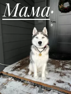 Photos supplémentaires: Chiots husky aux yeux bleus pure race à vendre!