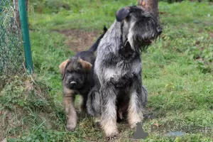 Photos supplémentaires: Schnauzer géant poivre et sel, chiots