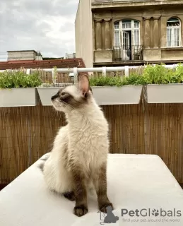 Photos supplémentaires: Chat cultivé siamois