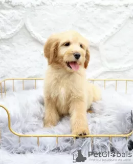 Photo №2 de l'annonce № 99460 de la vente golden retriever - acheter à Allemagne annonce privée, de la fourrière, de l'abri