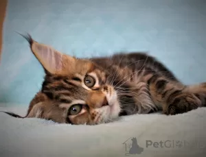 Photo №1. maine coon - à vendre en ville de Volgograd | négocié | Annonce № 12546