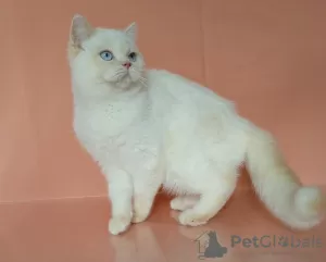 Photo №1. british shorthair - à vendre en ville de Rostov-sur-le-Don | 399€ | Annonce № 13628