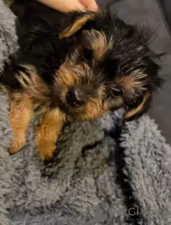 Photo №1. yorkshire terrier - à vendre en ville de Atalanti | négocié | Annonce №88564