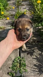 Photos supplémentaires: Magnifiques chiots Pékinois