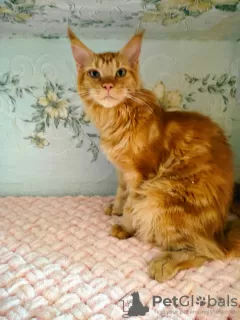 Photo №1. maine coon - à vendre en ville de Minsk | 165€ | Annonce № 7421