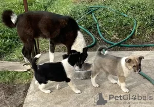 Photos supplémentaires: Chiots croisés Laika de Sibérie occidentale