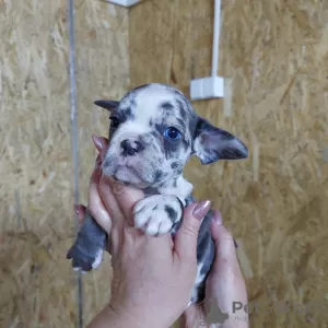 Photos supplémentaires: Bouledogue français bleu