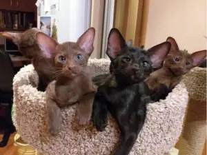 Photo №1. oriental shorthair - à vendre en ville de Saint-Pétersbourg | 149€ | Annonce № 1304