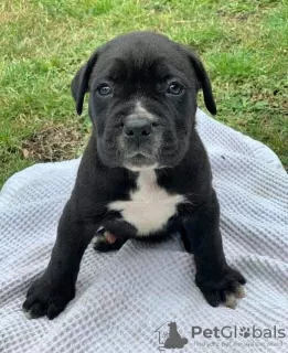 Photo №1. cane corso - à vendre en ville de Sydney | 425€ | Annonce №131251