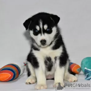 Photo №4. Je vais vendre husky de sibérie en ville de Даллас. annonce privée - prix - 473€