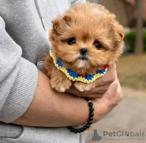 Photo №3. chiot maltipoo. USA