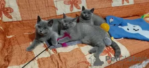 Photo №2 de l'annonce № 14841 de la vente british shorthair - acheter à Allemagne annonce privée